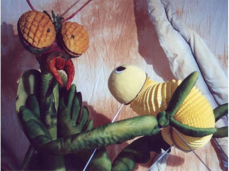 ¿Quién soy? De oruga a mariposa